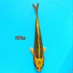 Kin Matshuba 25cm