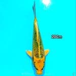 Kin Matshuba 20Cm