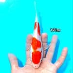 Maruten Kohaku doitsu ORIGINAL 19cm