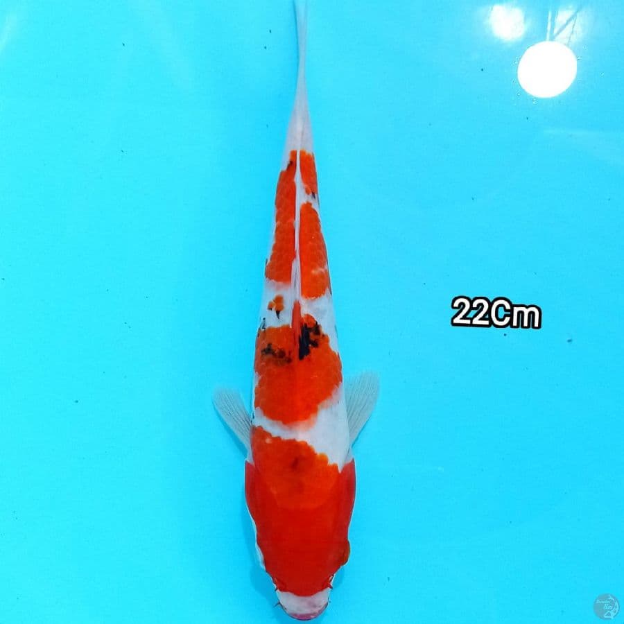 Kuchibeni sanke 22Cm