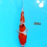 Kuchibeni sanke 22Cm