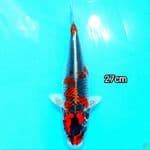 Goshiki Racing 27Cm