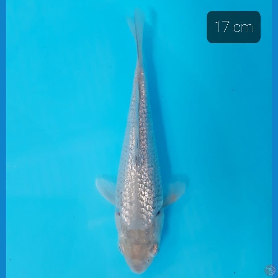 ginrin padat 17 cm