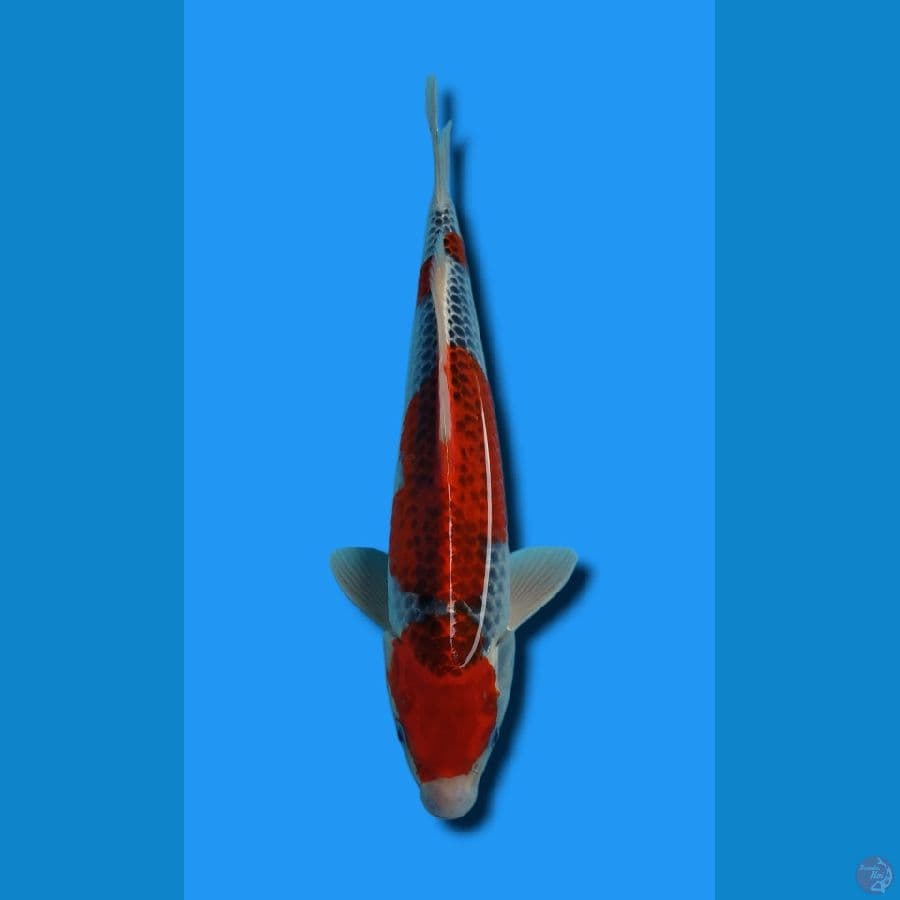 GOSHIKI MERAH STRONG 34 CM JANTAN ORIGINAL