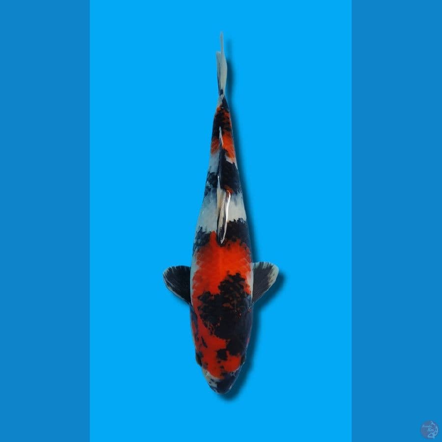 SHOWA 33cm JANTAN HQ ORIGINAL MERAH STRONG BODY TORPEDO