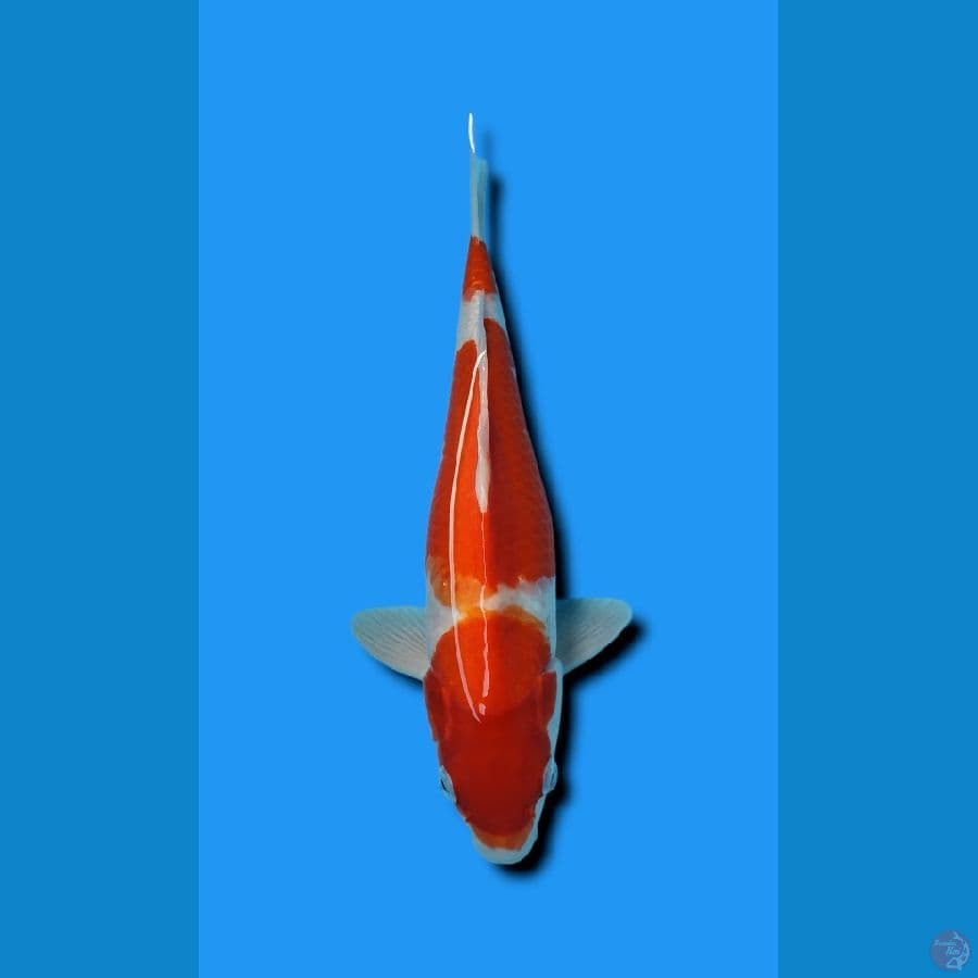 KOHAKU 35CM 