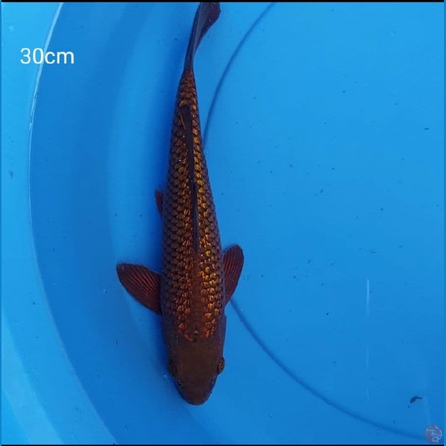 chagoi tembaga ginrin