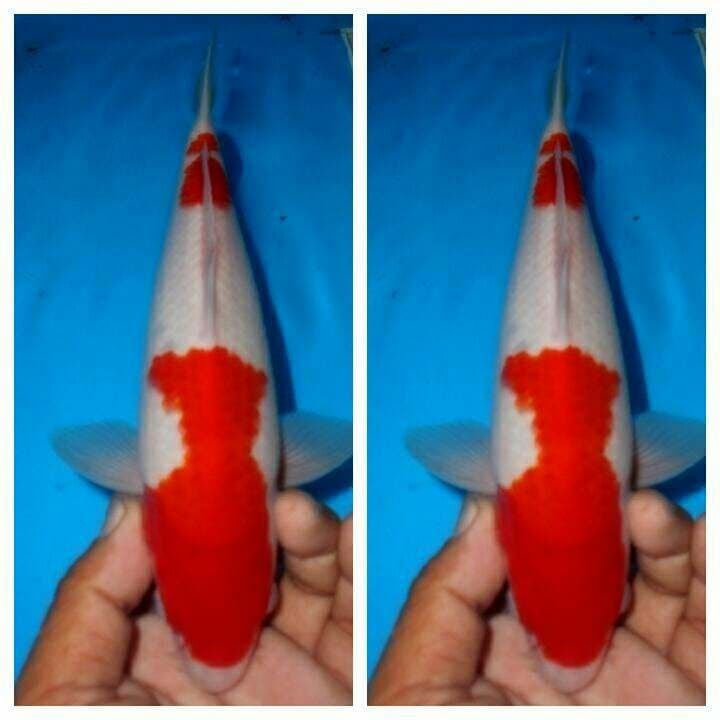 Kohaku f1