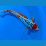 THANCHO HANA SHUSUI 32CM/F