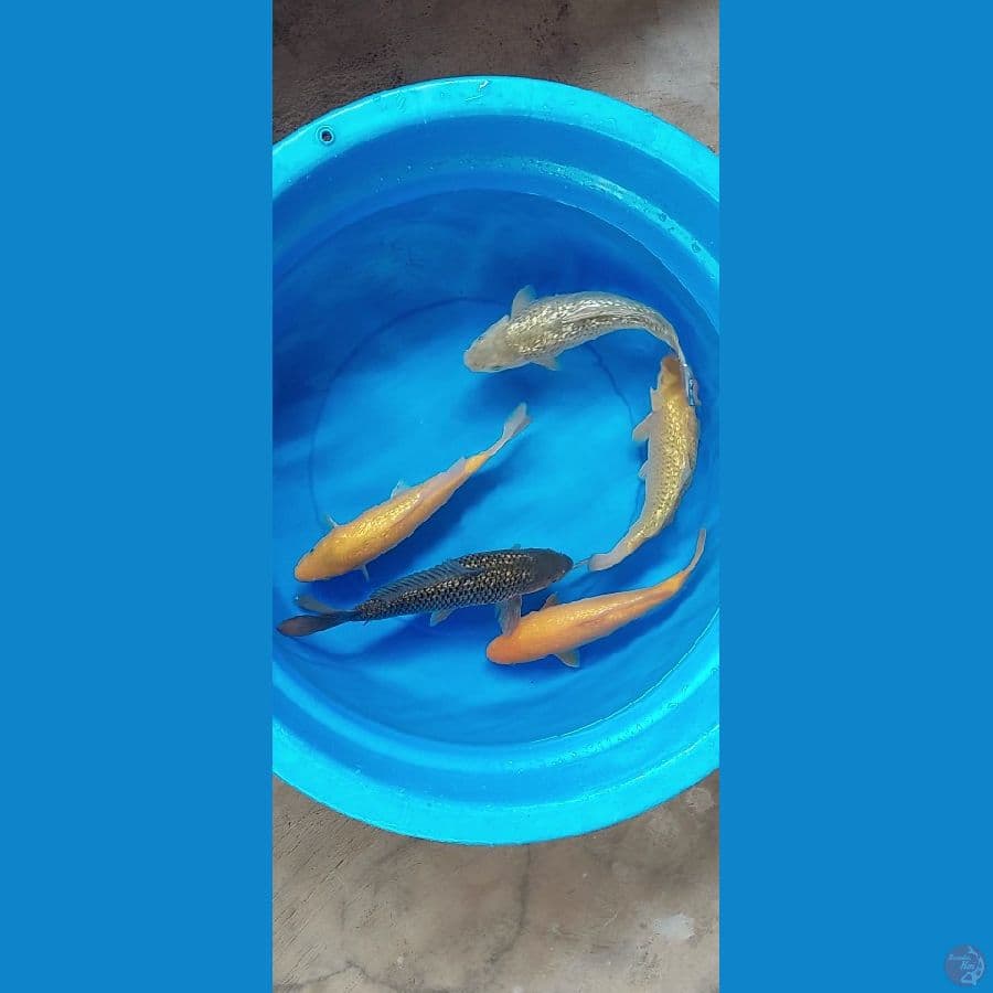 paket full ginrin 32-35cm