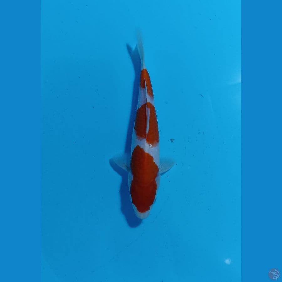kohaku 24cm