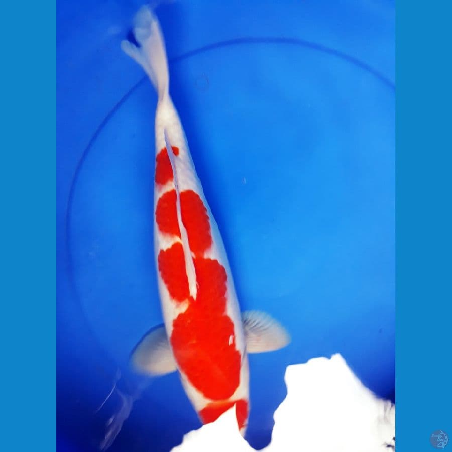 kohaku super red 37cm