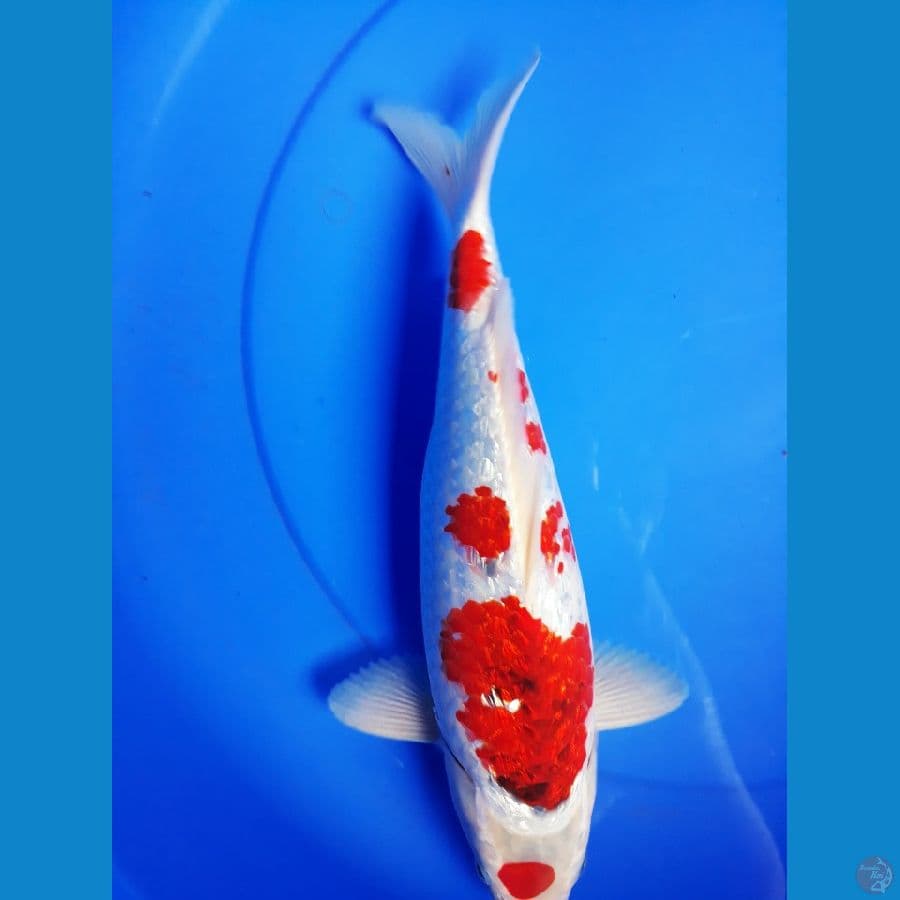 aigoromo ginri 35cm
