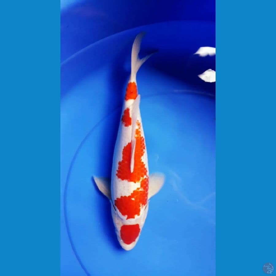maruten  kanoko 36cm 