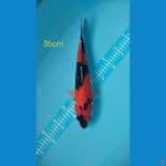 showa 36cm Male