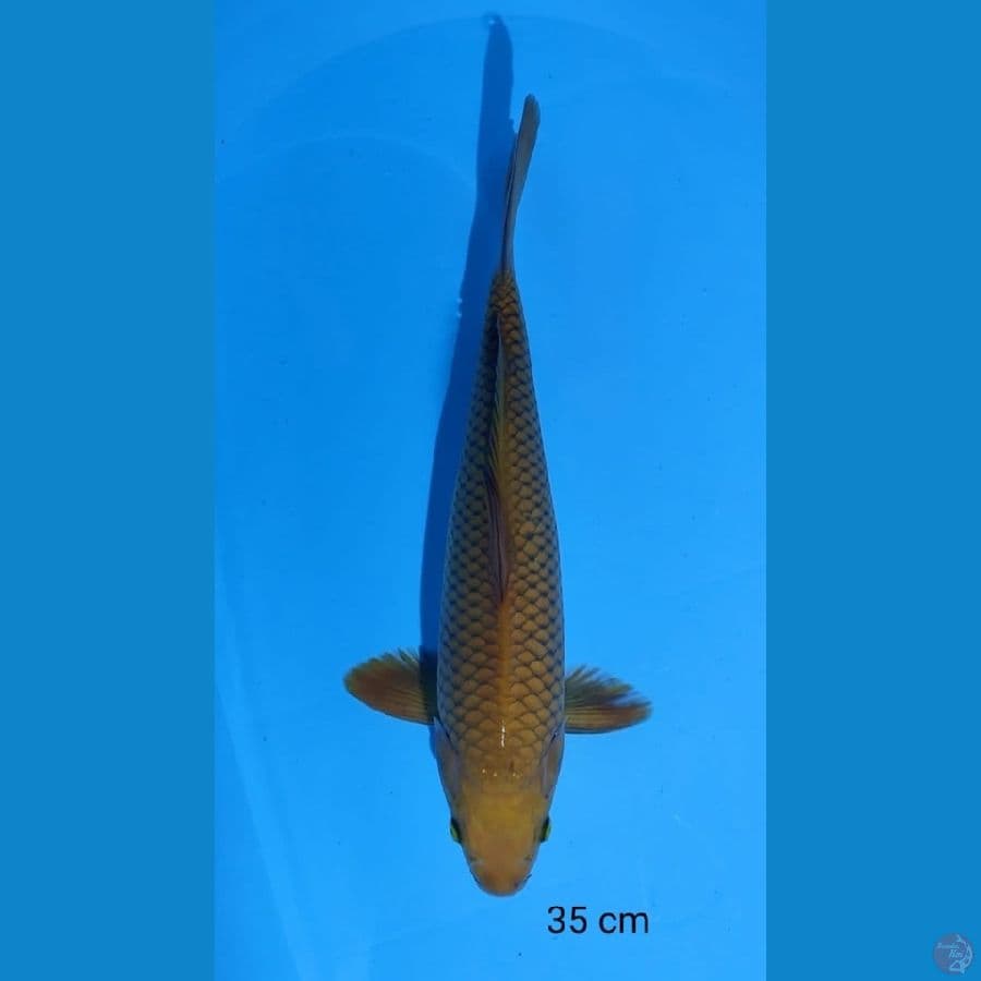 Chagoi Male 35cm