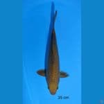 Chagoi Male 35cm