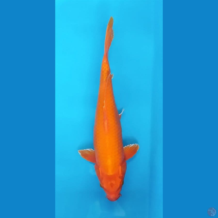 ORENJI OGON 35 CM FEMALE