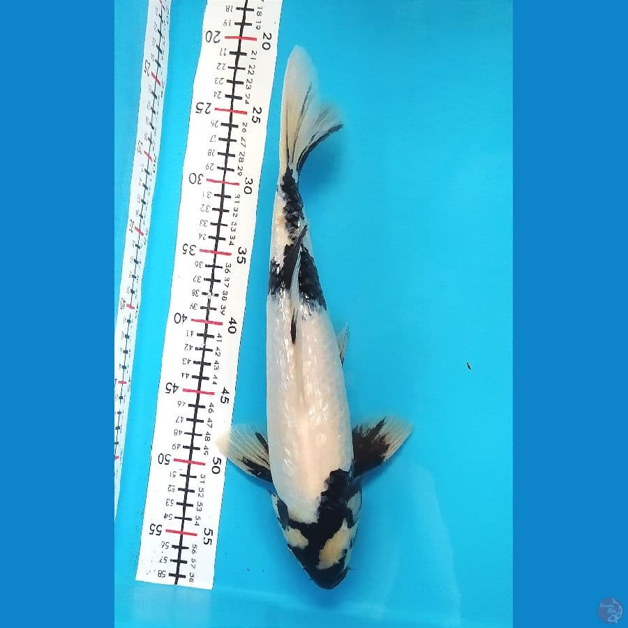 SHIRO GINRIN 34CM MALE