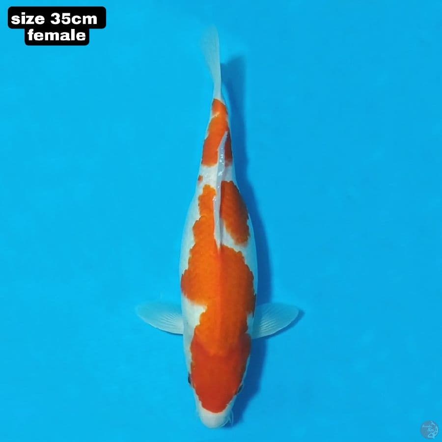 kohaku 35cm female