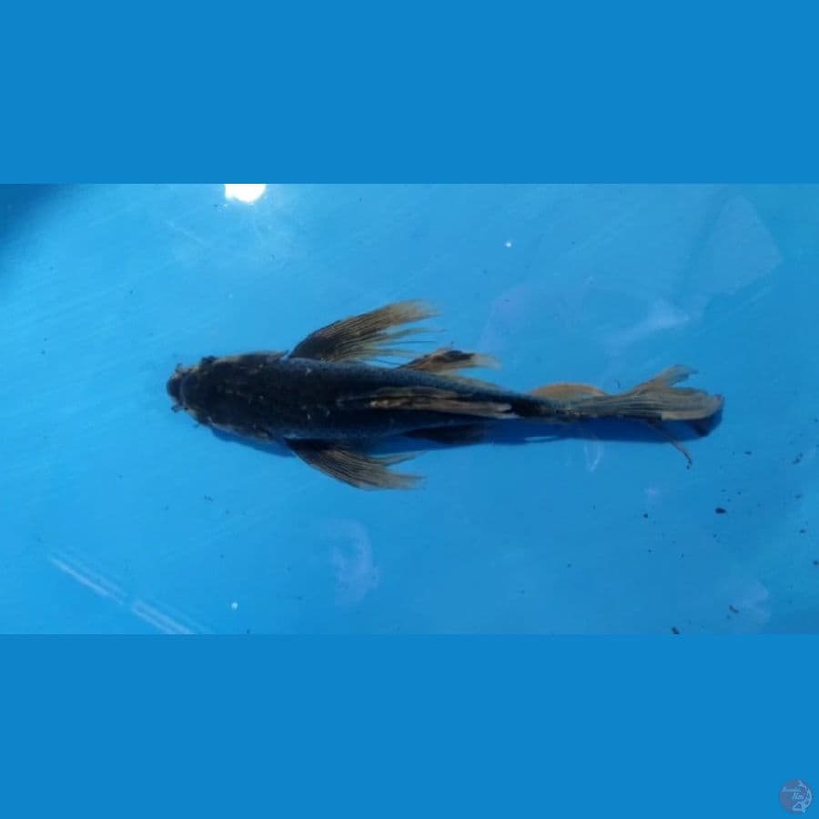 KARASUGOI 35cm  MALE