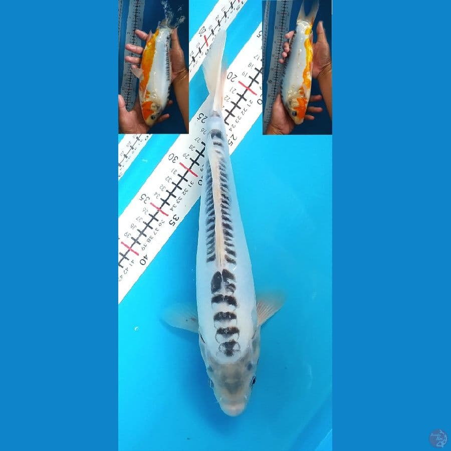 SHUSUI 35CM MALE