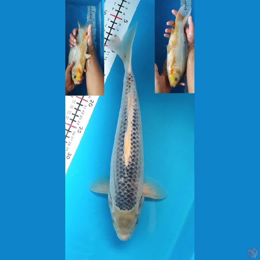 ASAGI 35CM MALE