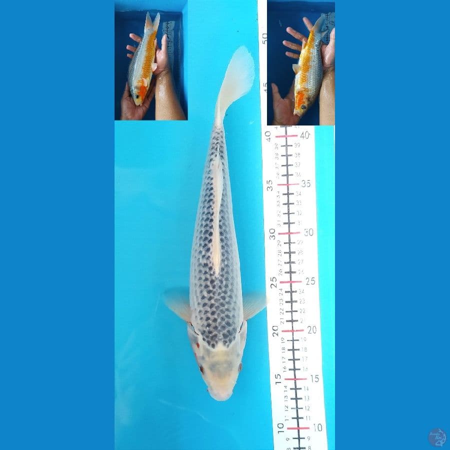 ASAGI 34CM MALE