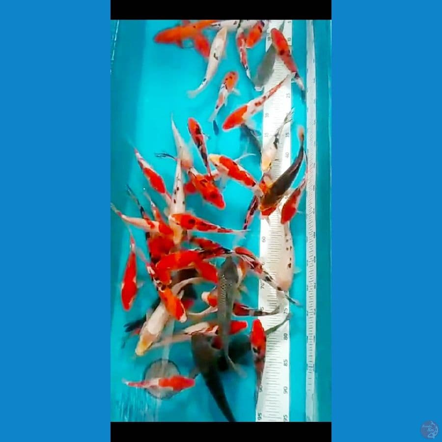 showa, shiro, utsuri MIX GINRIN