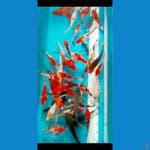 showa, shiro, utsuri MIX GINRIN
