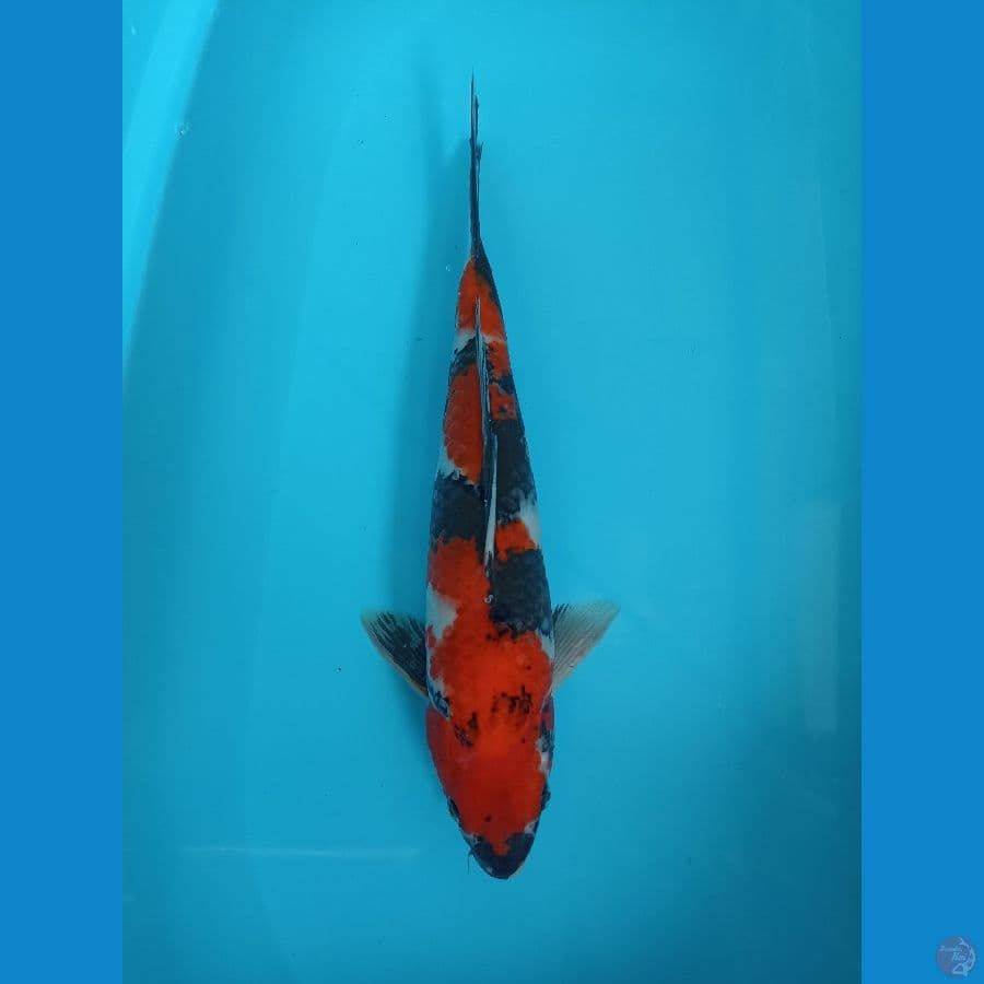 Showa 39Cm - Male