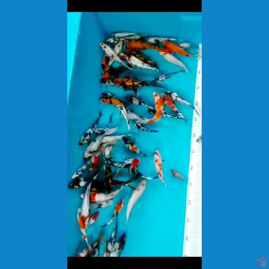 showa, shiro, utsuri mix ginrin