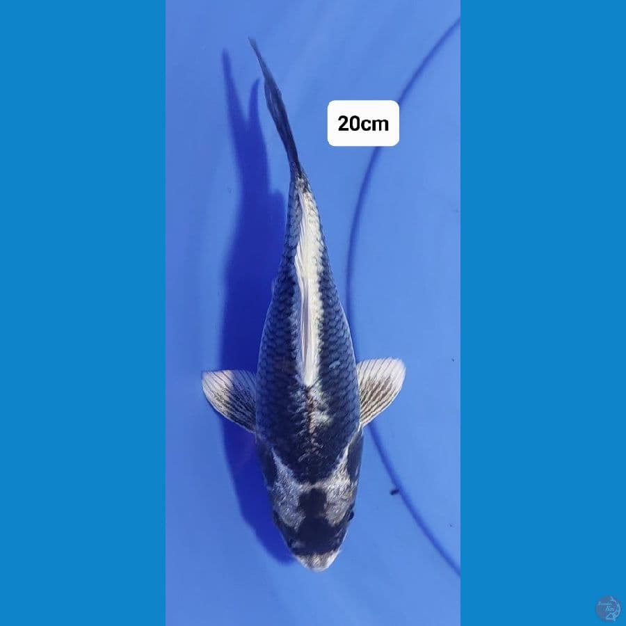 Kabuto 20cm