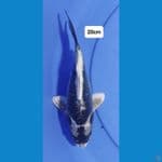 Kabuto 20cm