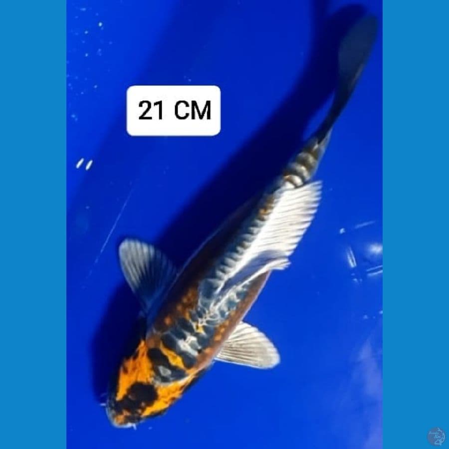 Kabuto 21cm