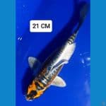 Kabuto 21cm