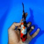 KINDAI GINRIN 16cm