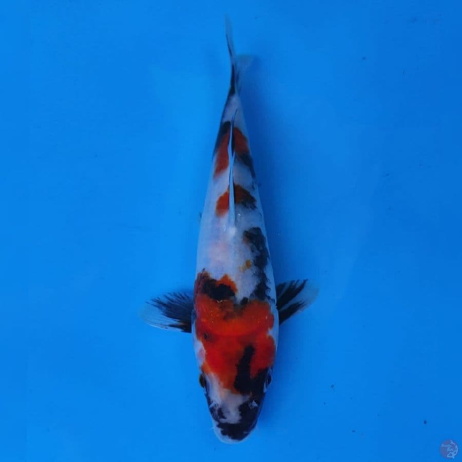 Genjiro Showa