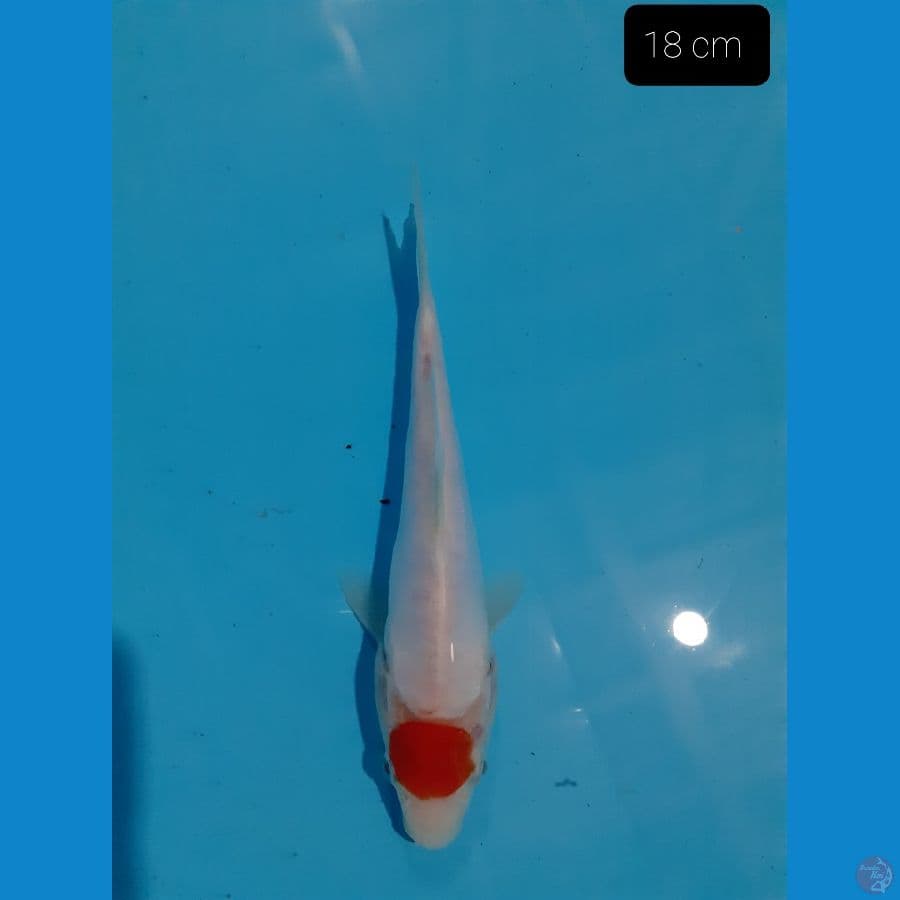 *TANCHO ORI 18 CM*