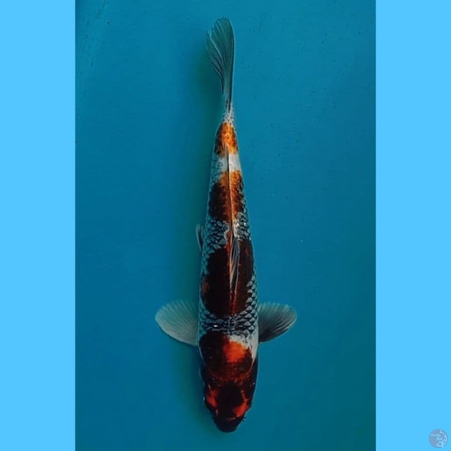 kin showa 33cm