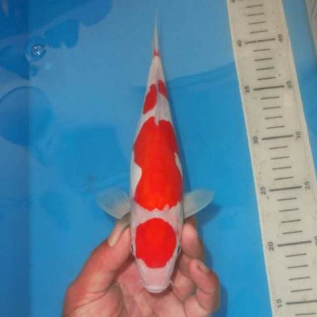 MARUTEN SANDAN KOHAKU