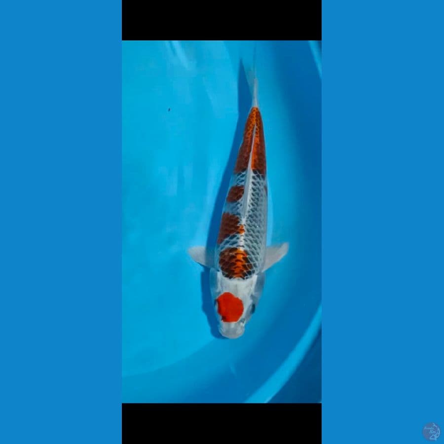 mariten kujaku 35cm