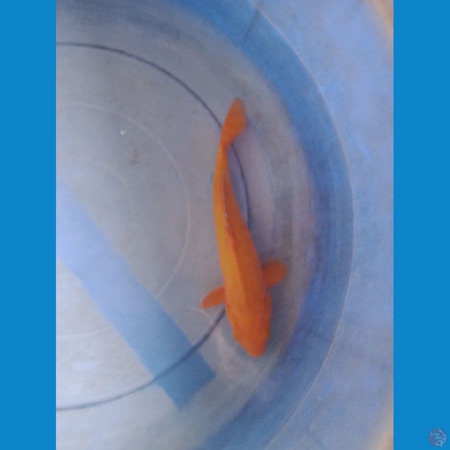 caghoi caramel