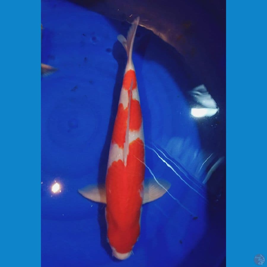 Kohaku HQ 45 cm