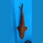 Chagoi Tembaga Jumbo