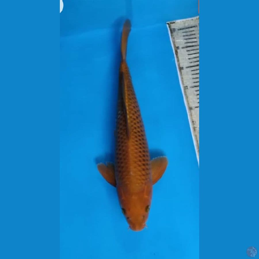 Chagoi Tembaga Jumbo