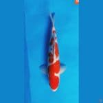 Kohaku Strong