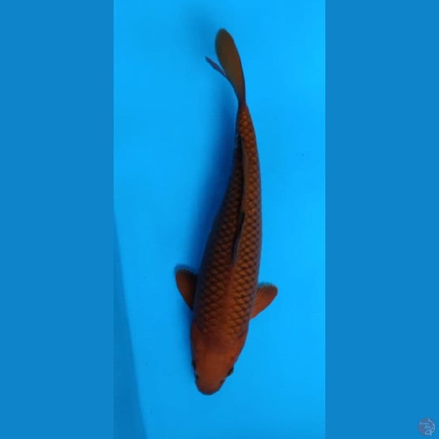 Chagoi Tembaga Jumbo