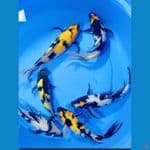 kumpay ki showa shiro mix 26_31cm 