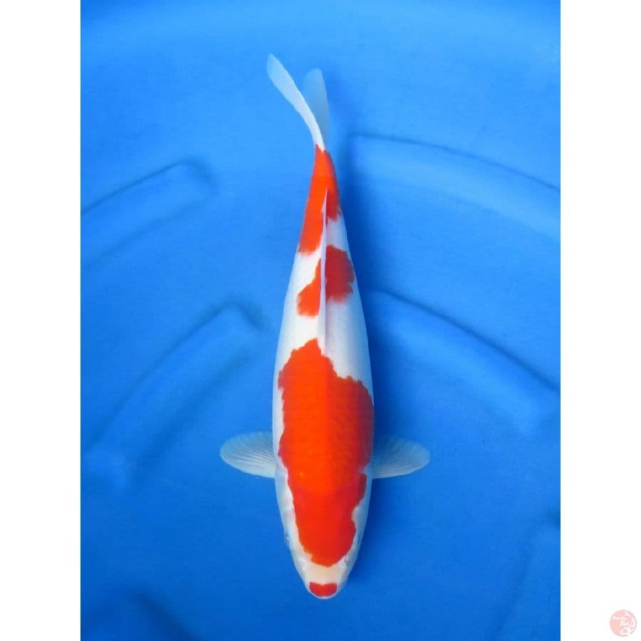 40cm - Sandan Kohaku Orignal 